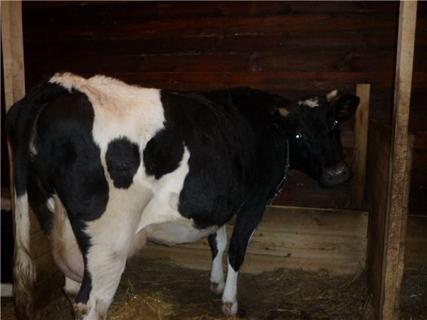 Відповіді фахівця для заводчиків курей і корів: тільність корови, хвороби курей
