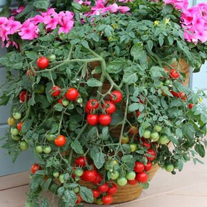 Як виростити помідори черрі на балконі?