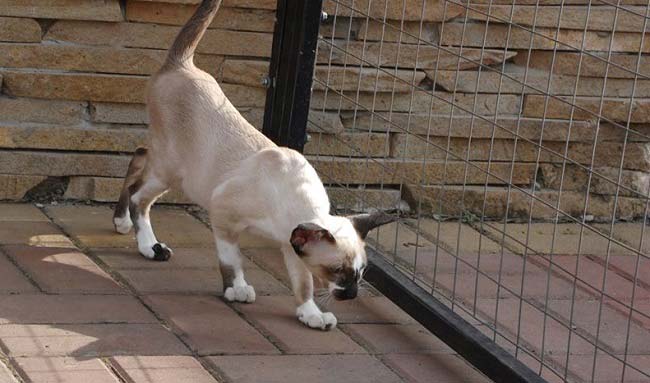 Сейшельська кішка: фото, ціна, опис породи, характер, відео, розплідники – Муркотэ про кішок і котів