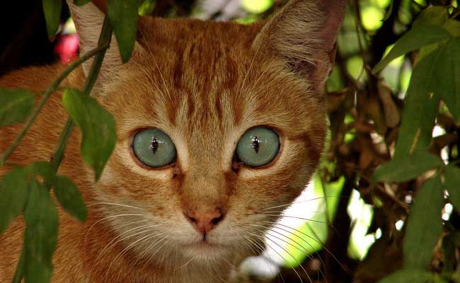 Охос азулес: фото кішки, ціна, опис породи, характер, відео, розплідники – Муркотэ про кішок і котів