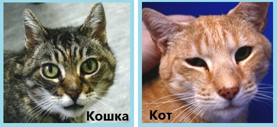 Як визначити стать кошеня. 5 ефективних методів з фото як відрізнити кота від кішки – Муркотэ про кішок і котів