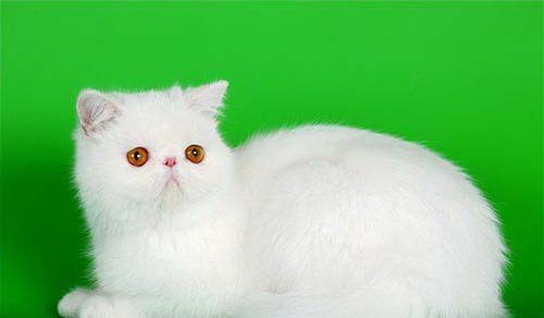 Екзот: фото, ціна, опис породи, характер, відео – Муркотэ про кішок і котів