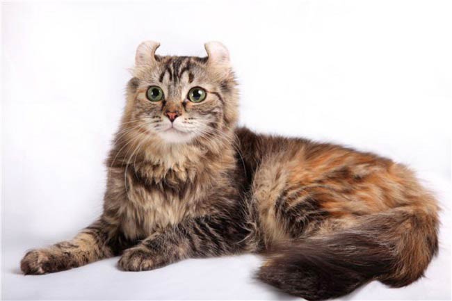 Американський керл: фото кішки, ціна, опис породи, характер, відео, розплідники – Муркотэ про кішок і котів