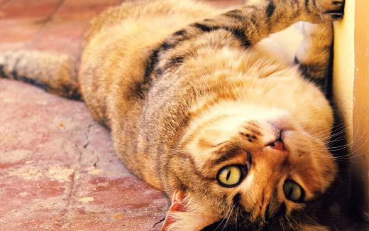 Здоровя кішки: 8 рад про те як зберегти і не нашкодити – Муркотэ про кішок і котів
