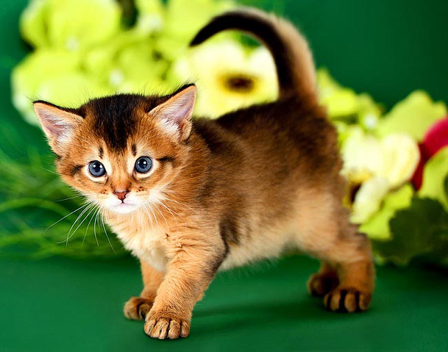 Сомалійська кішка: фото кішки, ціна, опис породи, характер, відео, розплідники – Муркотэ про кішок і котів