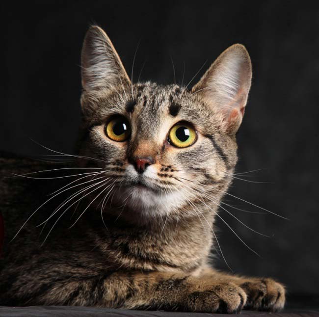Каліфорнійська сяюча кішка: фото, ціна, опис породи, характер, відео – Муркотэ про кішок і котів