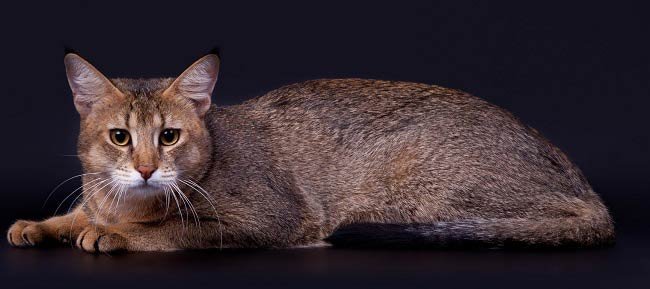 Чаузи: фото кішки, ціна, опис породи, характер, відео, розплідники – Муркотэ про кішок і котів