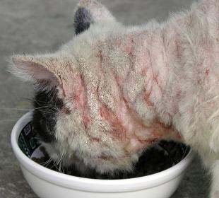 Підшкірний кліщ у кішок: причини і симптоми, лікування та профілактика – Муркотэ про кішок і котів
