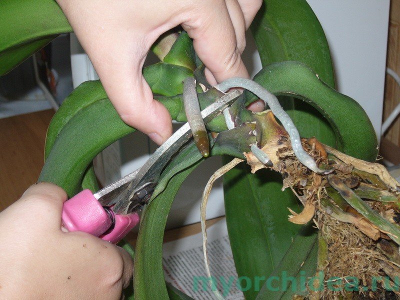 Пересадка орхідей в домашніх умовах: відео, догляд