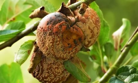 Плодова гниль яблуні: заходи боротьби