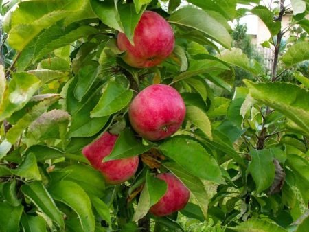 Карликові яблуні: опис сортів