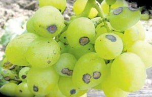 Хвороби та шкідники винограду і способи їх лікування