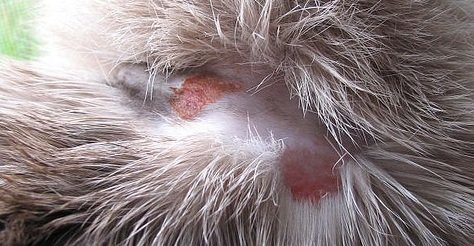 Лишай у кішок і котів: Симптоми, як лікувати, фото і відео | Трихофітія, мікроспорія – Муркотэ про кішок і котів