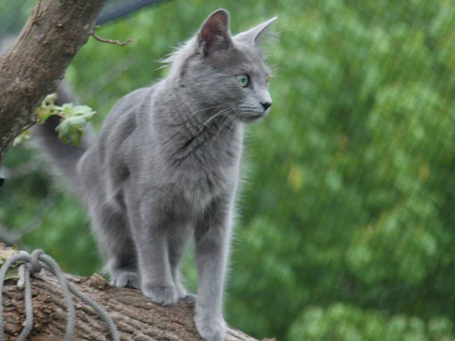 Нибелунг кішка: фото, ціна, опис породи, характер, відео, розплідники – Муркотэ про кішок і котів