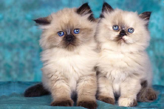 Гімалайська кішка: фото, ціна, опис породи, характер, відео, розплідники – Муркотэ про кішок і котів