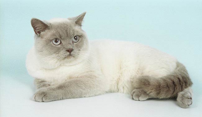 Британська кішка: фото, ціна, опис породи, характер, відео, розплідники – Муркотэ про кішок і котів