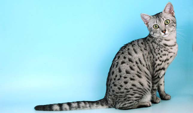 Єгипетська мау: фото, ціна, опис породи, характер, відео, розплідники – Муркотэ про кішок і котів