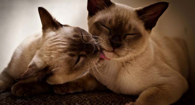 Короткошерсті кішки: список порід з фото, догляд за шерстю – Муркотэ про кішок і котів
