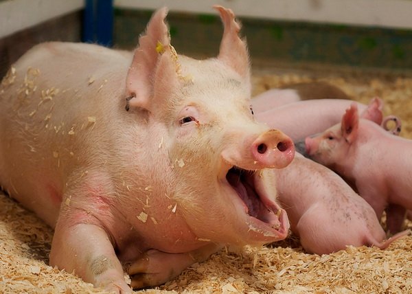 Що робити, якщо свиноматка відмовилася годувати поросят: відповідь спеціаліста