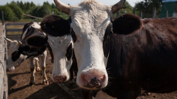 Визначення екстерєру коня інохідця і підвищення надоїв корови: поради фахівця