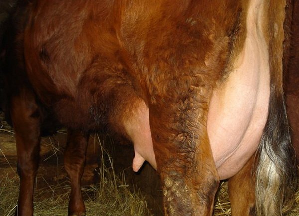 Відповіді фахівця про лікування корови після отелення і про те, як допомогти поросяті