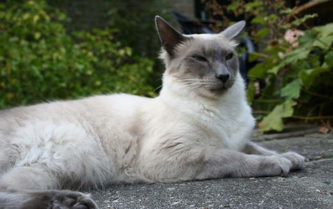 Балінезійська кішка: фото кішки, ціна, опис породи, характер, відео, розплідники – Муркотэ про кішок і котів