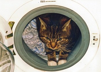 Як купати кота. З якого віку і як часто можна купати кошеня, кішку, інструкція з відео – Муркотэ про кішок і котів