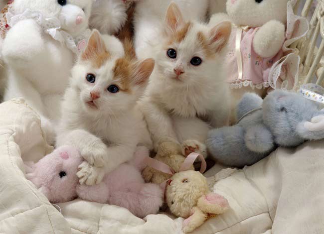 Турецький ван: фото кішки, ціна, опис породи, характер, відео, розплідники – Муркотэ про кішок і котів