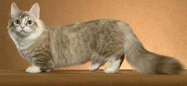 Манчкін коротколапая кішка: фото, ціна, опис породи, характер, відео, розплідники – Муркотэ про кішок і котів