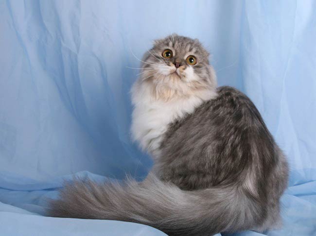 Хайленд фолд: фото кішки, ціни, опис породи, характер, відео, розплідники – Муркотэ про кішок і котів