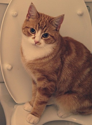 Як привчити кішку до туалету в 3 етапи – Муркотэ про кішок і котів