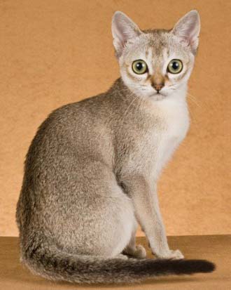 Рідкісні породи кішок з фотографіями і назвами – Муркотэ про кішок і котів