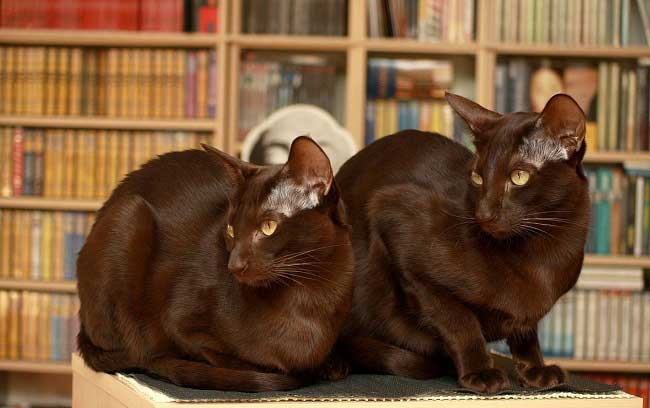Гавана браун: фото кішки, ціна, опис породи, характер, відео, розплідники – Муркотэ про кішок і котів