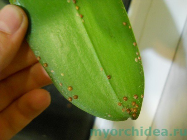 Хвороби орхідей та їх лікування: фото хвороби листя