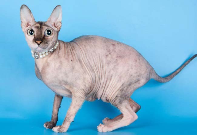 Петерболд: фото кішки, ціна, опис породи, характер, відео, розплідники – Муркотэ про кішок і котів