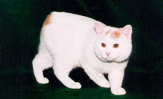 Найласкавіші породи кішок: 11 порід з фотографіями і назвами – Муркотэ про кішок і котів