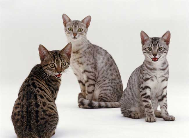 Єгипетська мау: фото, ціна, опис породи, характер, відео, розплідники – Муркотэ про кішок і котів