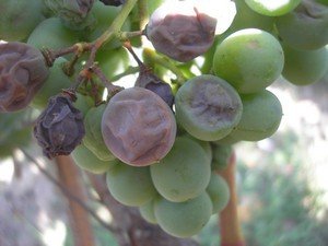 Хвороби та шкідники винограду і способи їх лікування