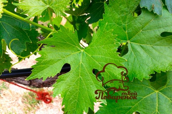 Домашнє вино з виноградного листя   покроковий рецепт