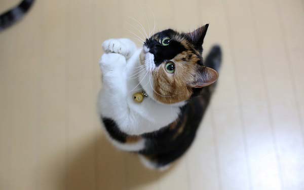 Корм для кішок Інноваційної Ево (Innova Evo)   відгуки і поради ветеринарів – Муркотэ про кішок і котів
