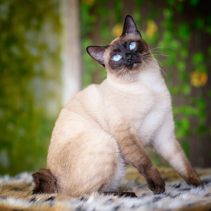Меконгский бобтейл: фото кішки, ціна, опис породи, характер, відео, розплідники – Муркотэ про кішок і котів