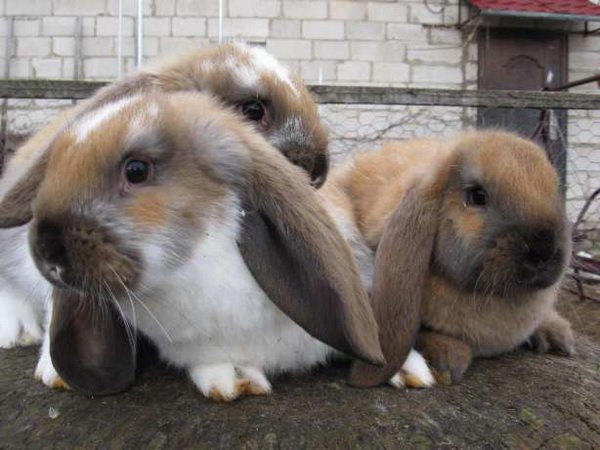 Питання спеціалісту про кроликів: добавка Вухань, хвороба міксоматоз, Ампролиум
