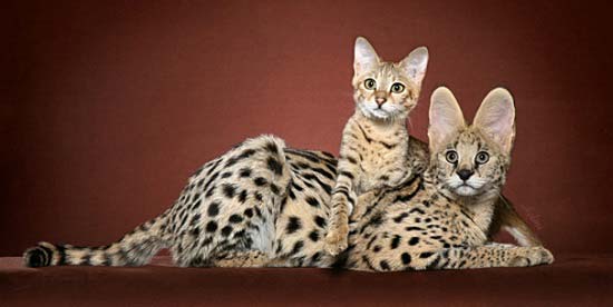 Найдорожчі породи кішок з фотографіями і назвами – Муркотэ про кішок і котів