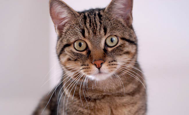 Європейська короткошерста кішка (кельтська): фото, ціна, опис породи, характер, відео – Муркотэ про кішок і котів