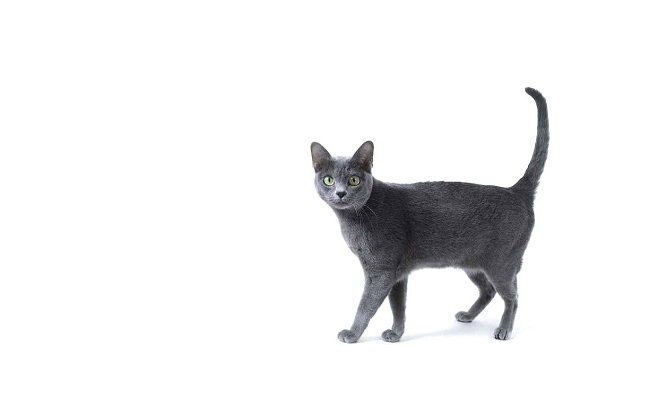 Корат: фото кішки, ціна, опис породи, характер, відео, розплідники – Муркотэ про кішок і котів