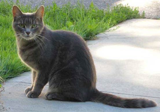 Бразильська короткошерста кішка: фото кішки, опис породи, характер, відео – Муркотэ про кішок і котів