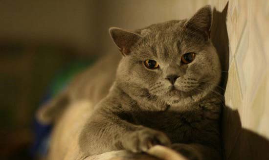 Скоттиш страйт (Шотландська кішка): фото, ціна, опис породи, характер, відео – Муркотэ про кішок і котів