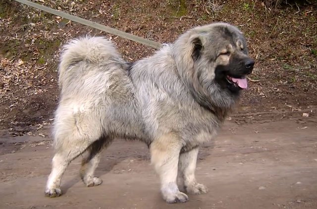 Кавказька вівчарка: вага, стандарт породи і скільки років живуть
