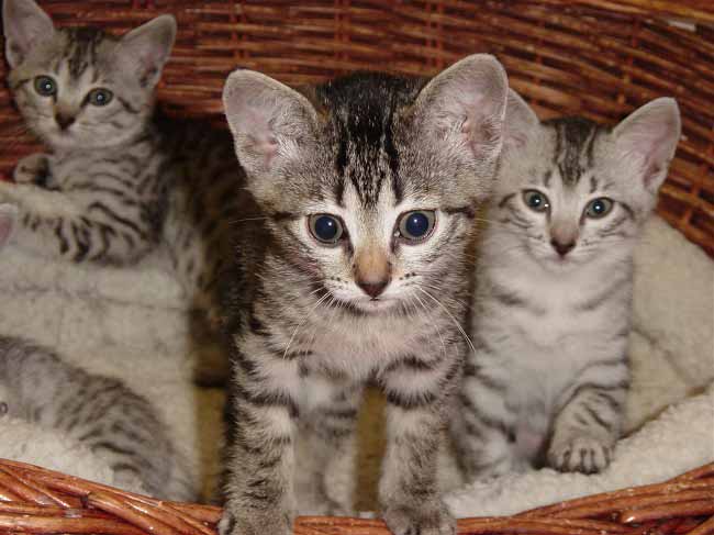 Аравійський мау: фото кішки, ціна, опис породи, характер, відео, розплідники – Муркотэ про кішок і котів