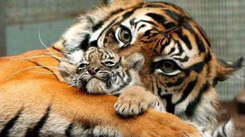 Сонник тигр до чого сниться тигр уві сні